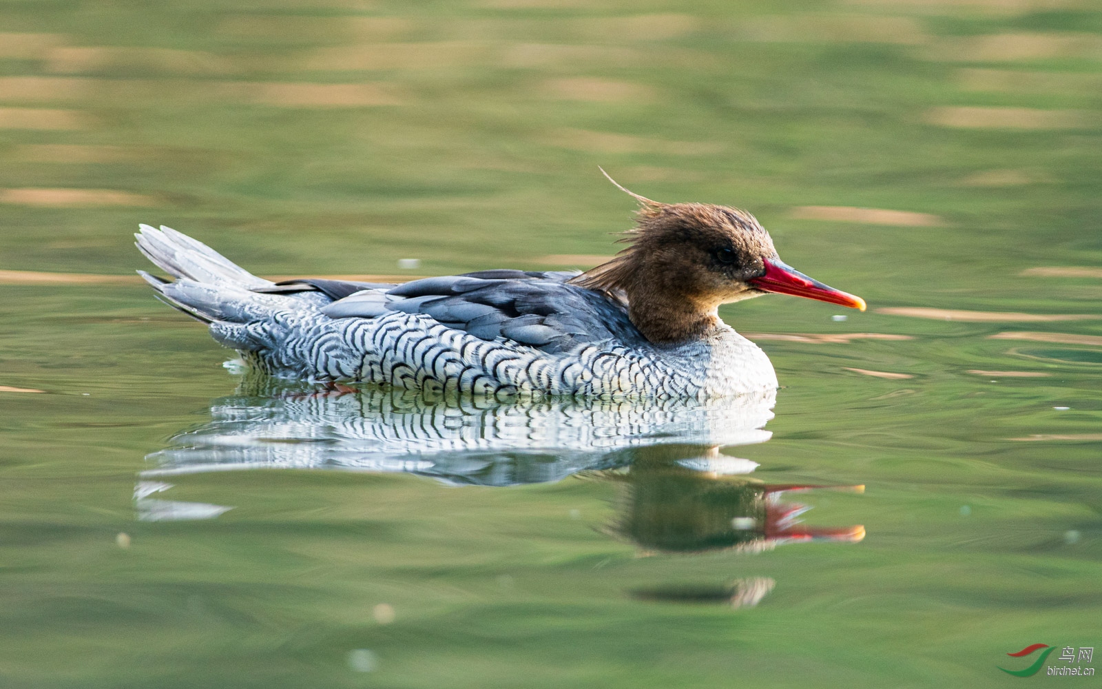 �ǳ��壨����