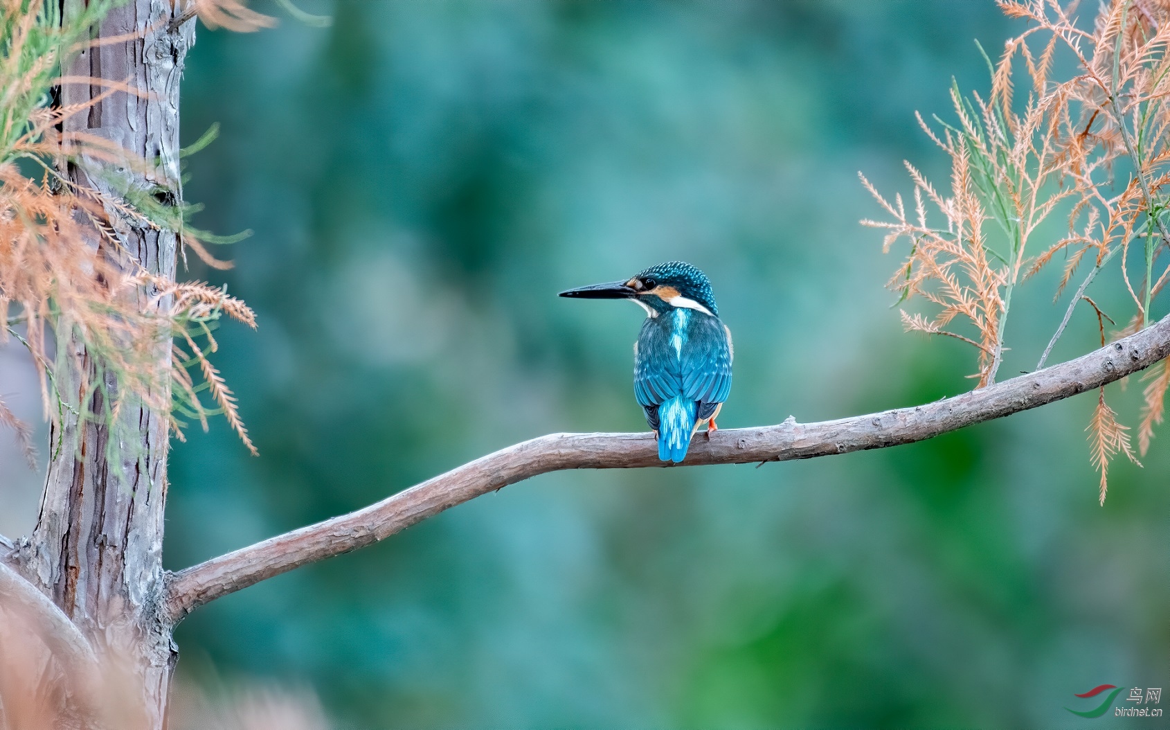 ����ѡ��һ��13.3��