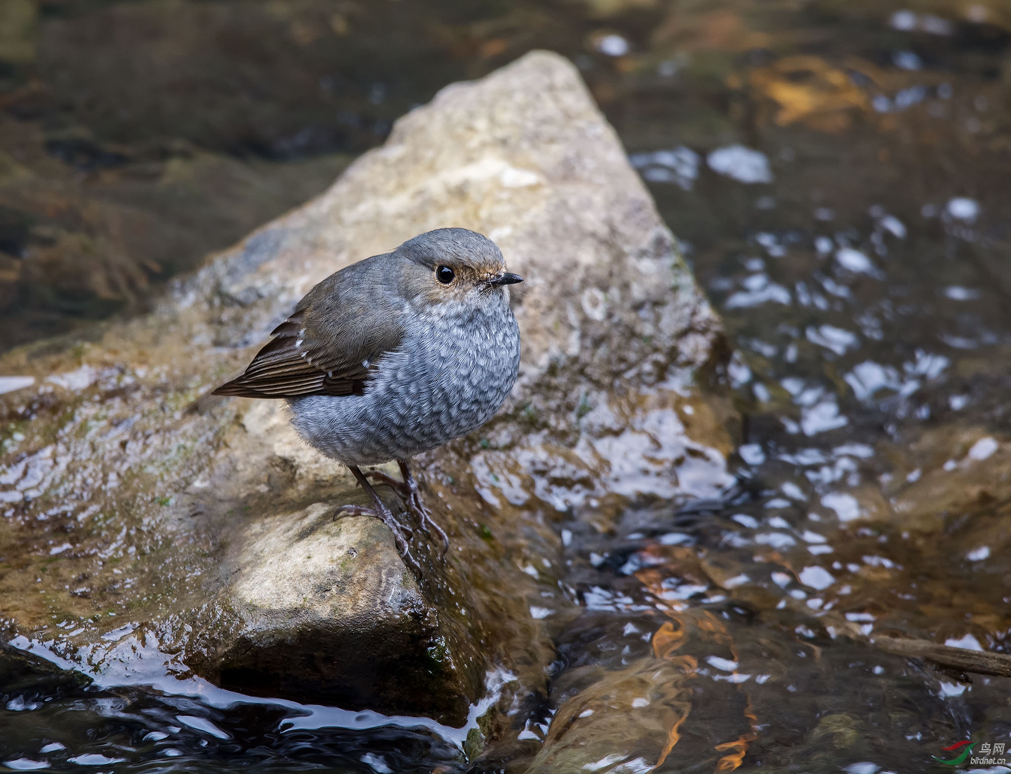 DSC_8373.jpg