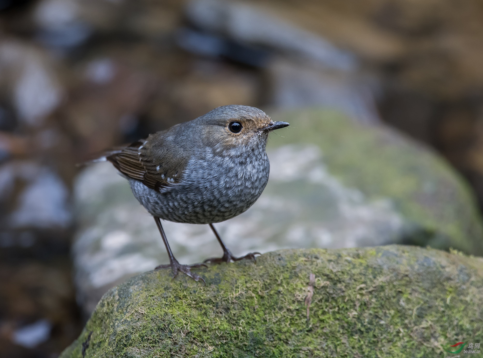 DSC_8412.jpg
