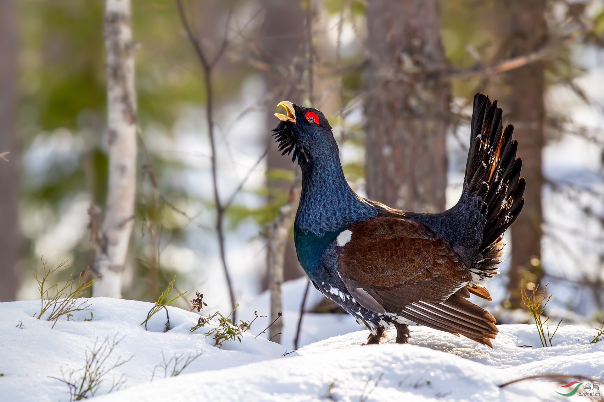 芬兰森林里的西方松鸡