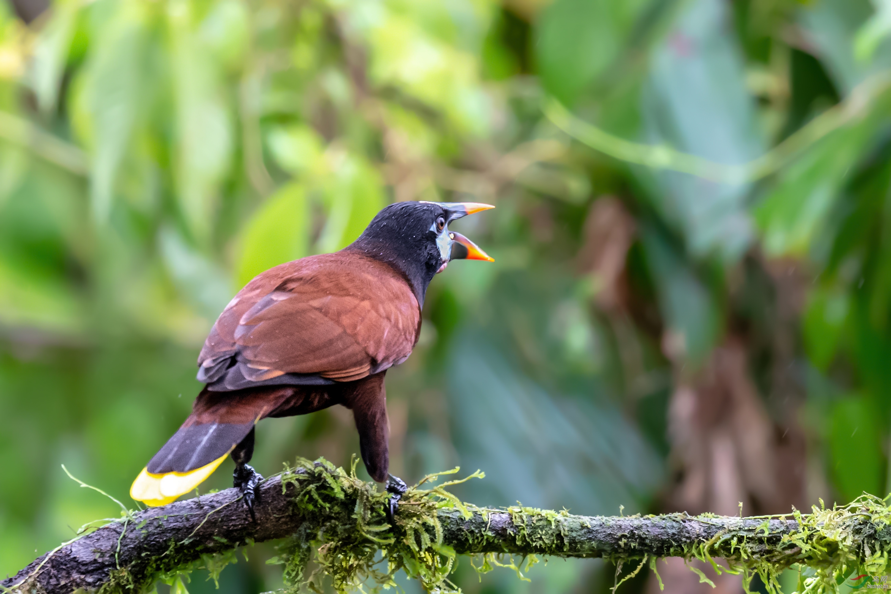 愤怒的大鸟棕拟椋鸟