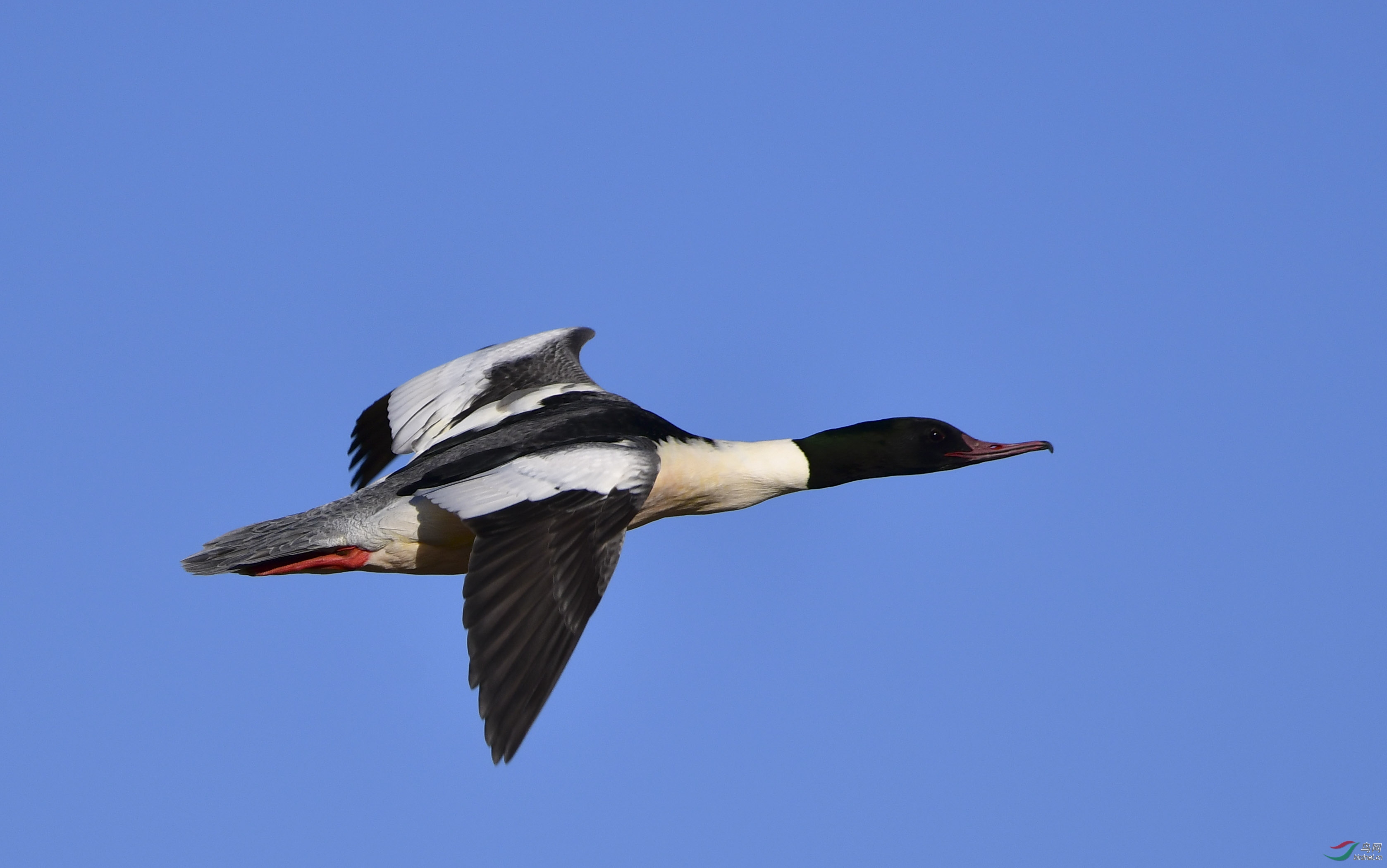 DSC_5022_1.jpg