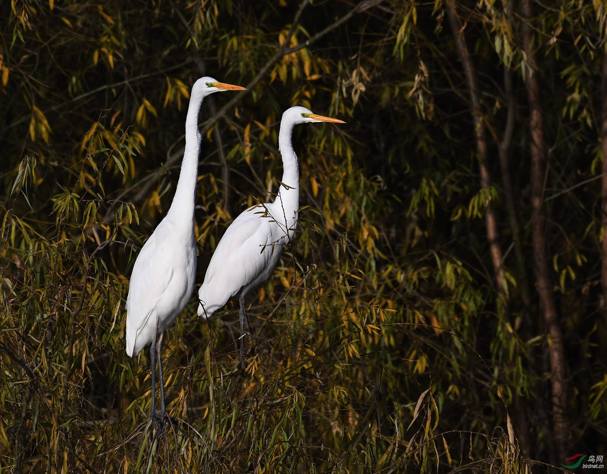 ������Ӱ 002����.jpg