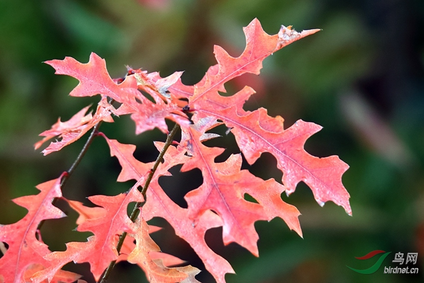 北美红栎版块佳作欣赏