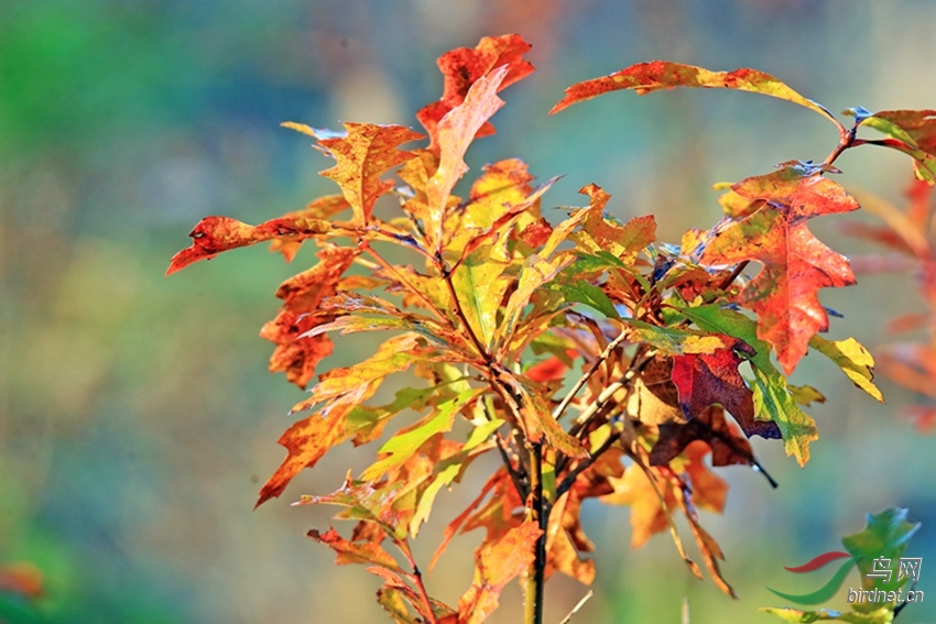 北美红栎版块佳作欣赏