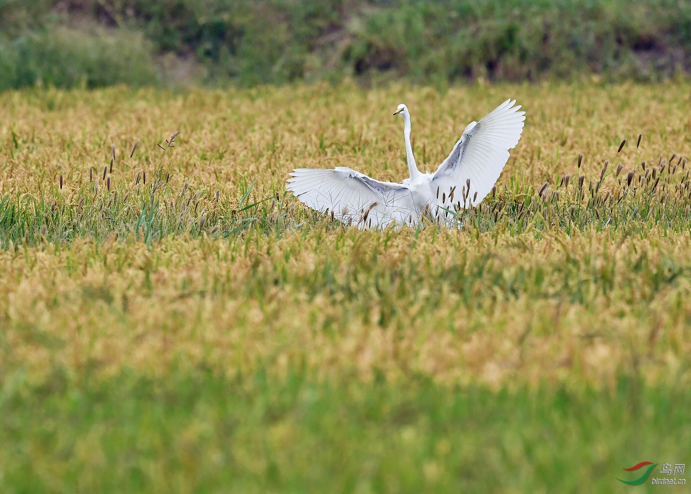 DSC_0142.jpg