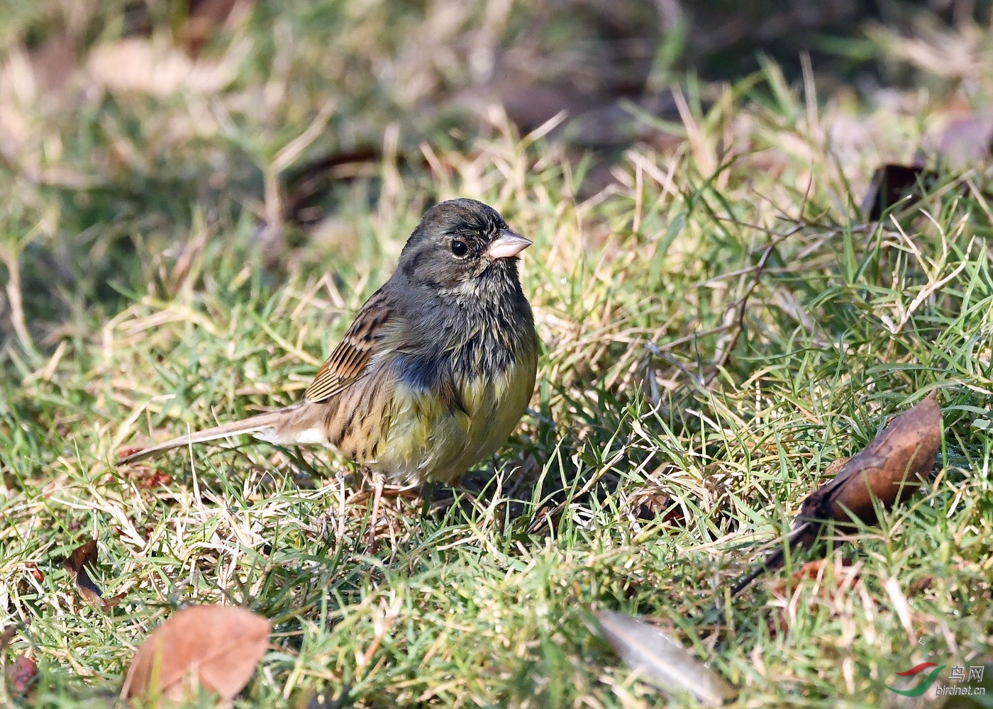 DSC_9890.jpg