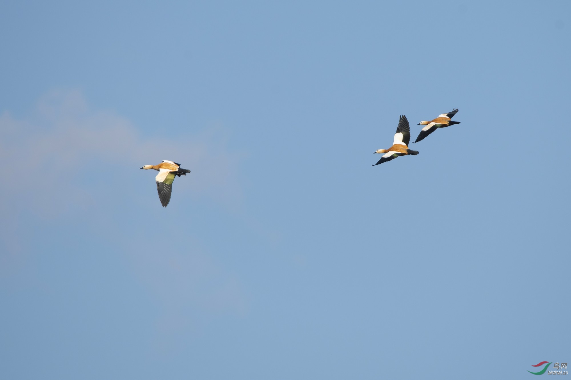 _DSC2867a.jpg