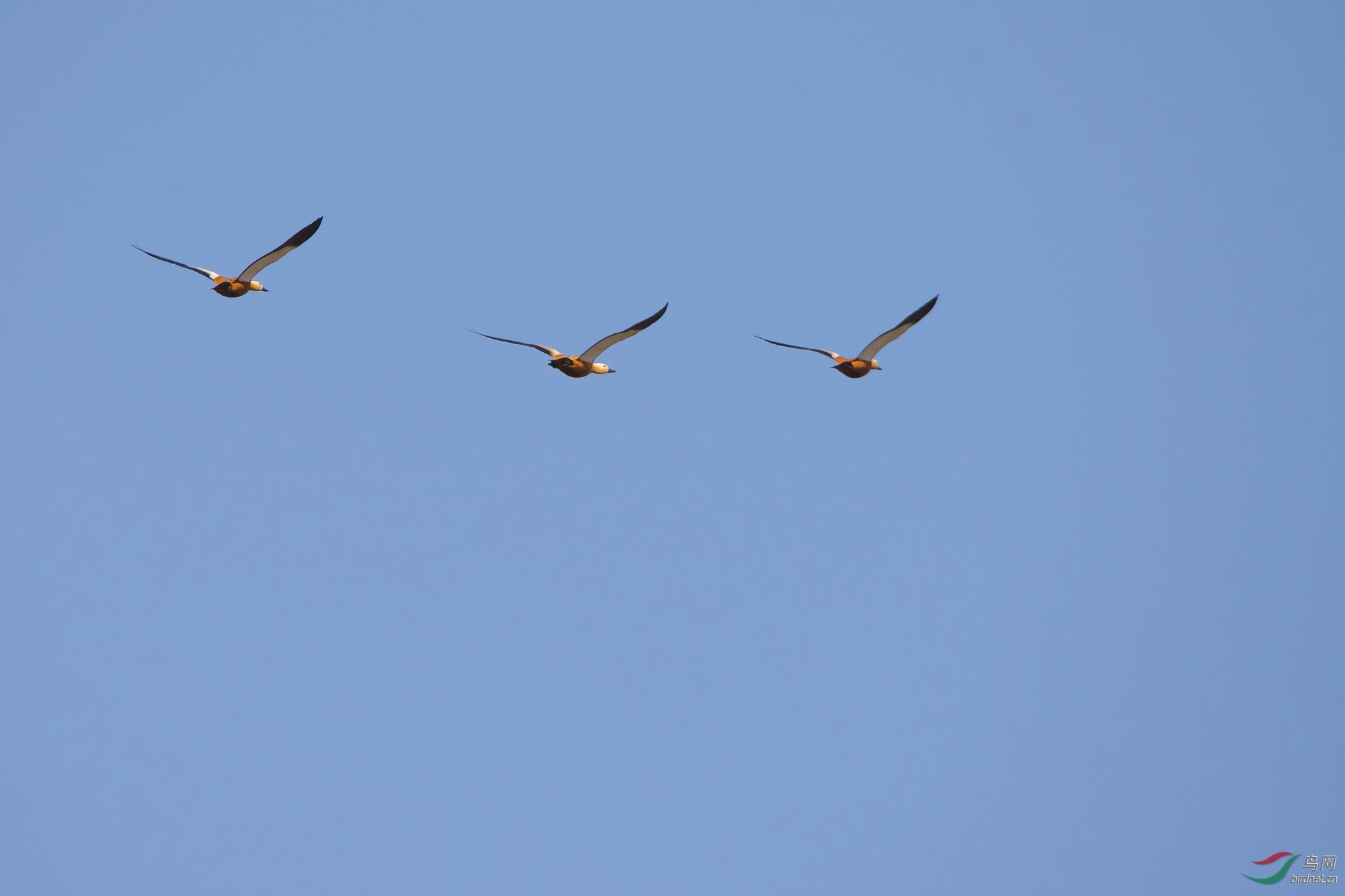 _DSC2897a.jpg