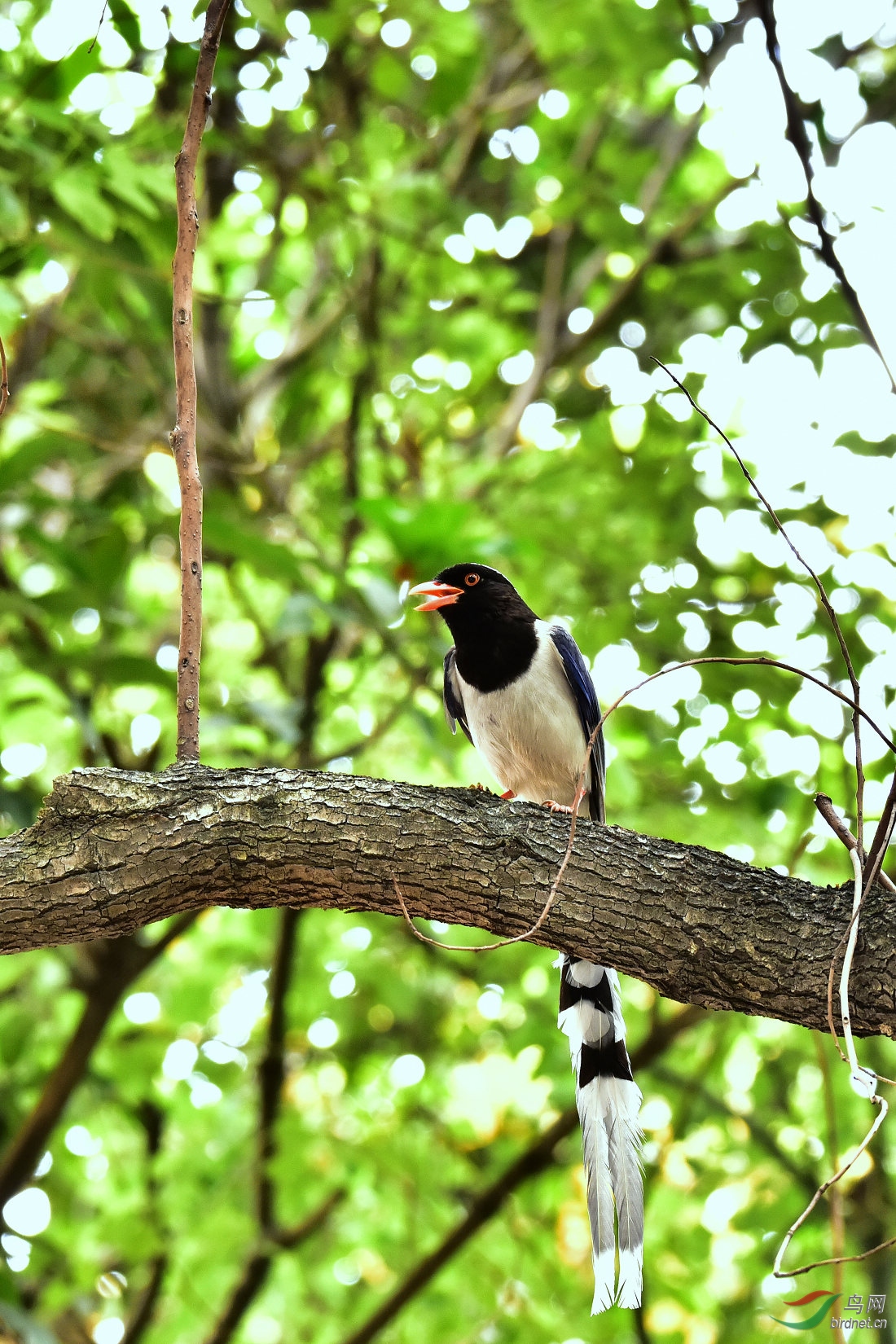 DSC_0983.JPG