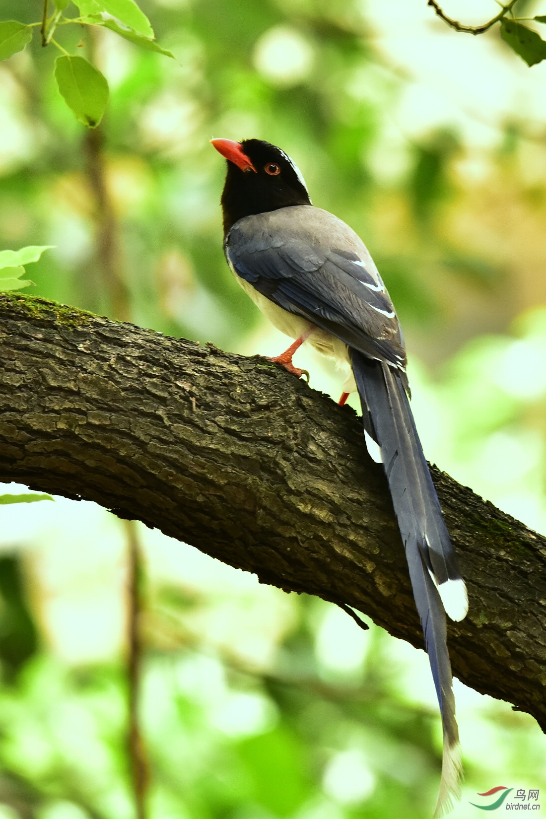 DSC_0984.JPG