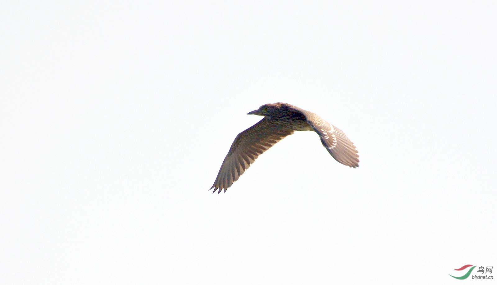 DSC_1025.JPG