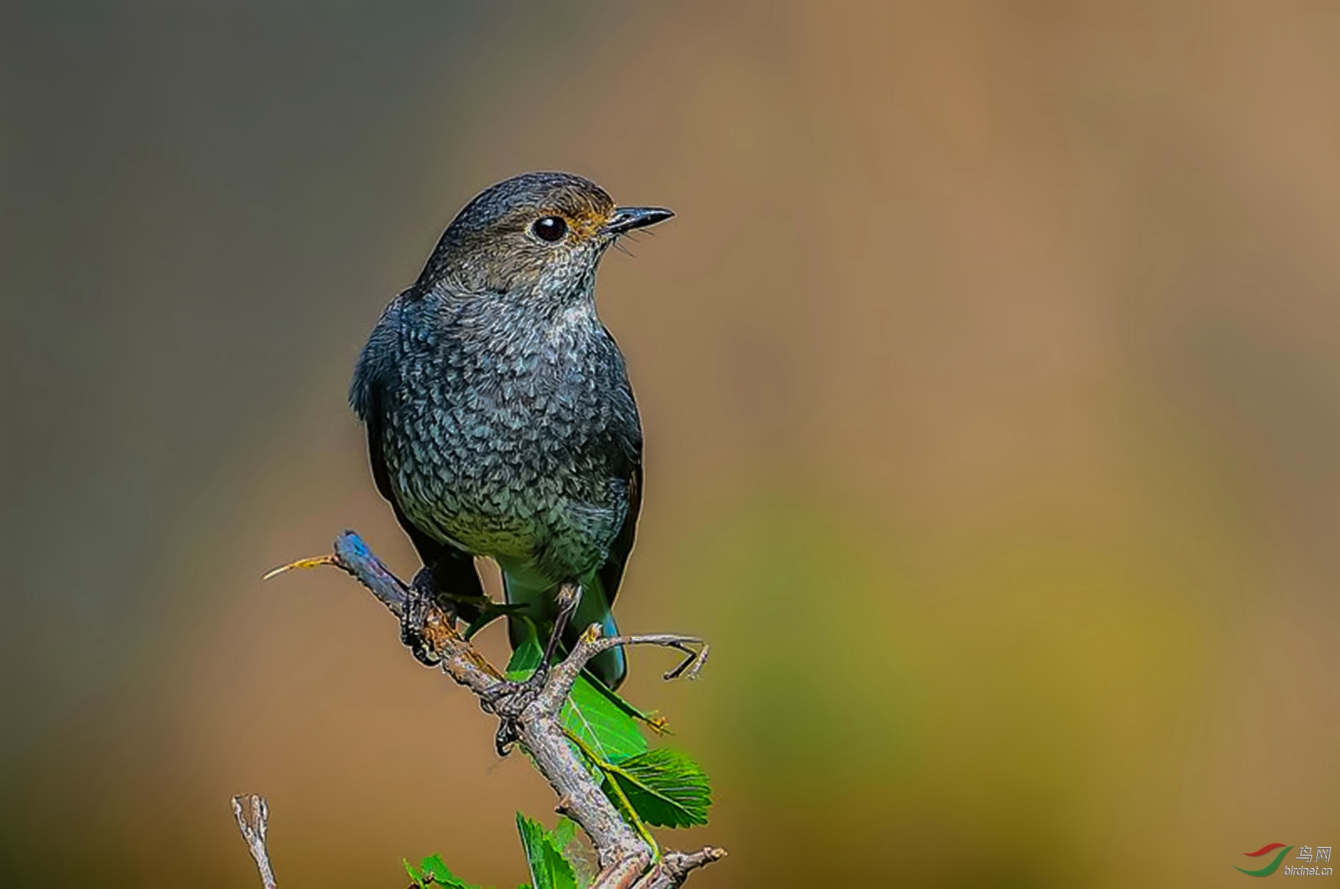 DSC_2680_����.jpg