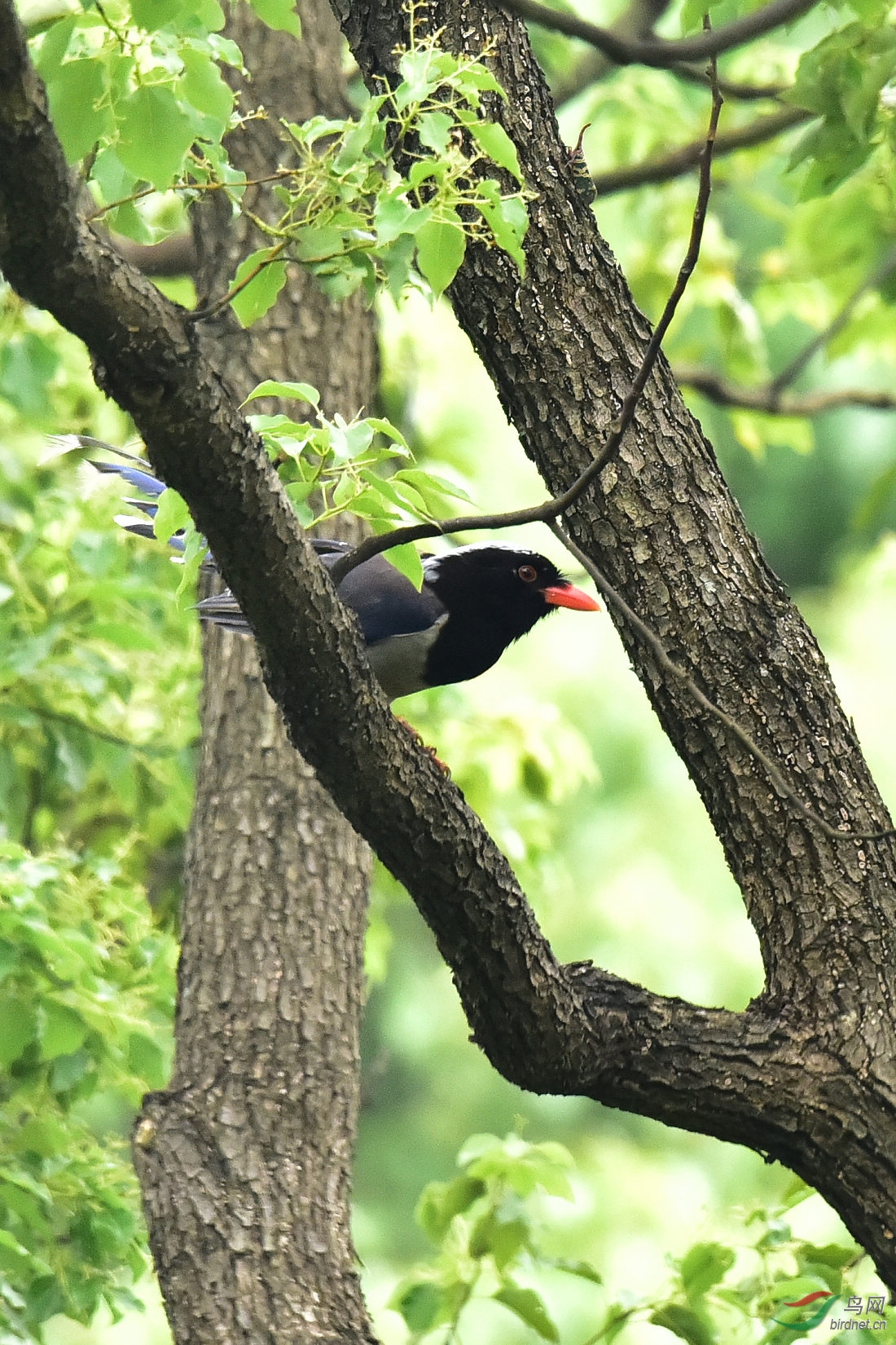 DSC_0987.JPG