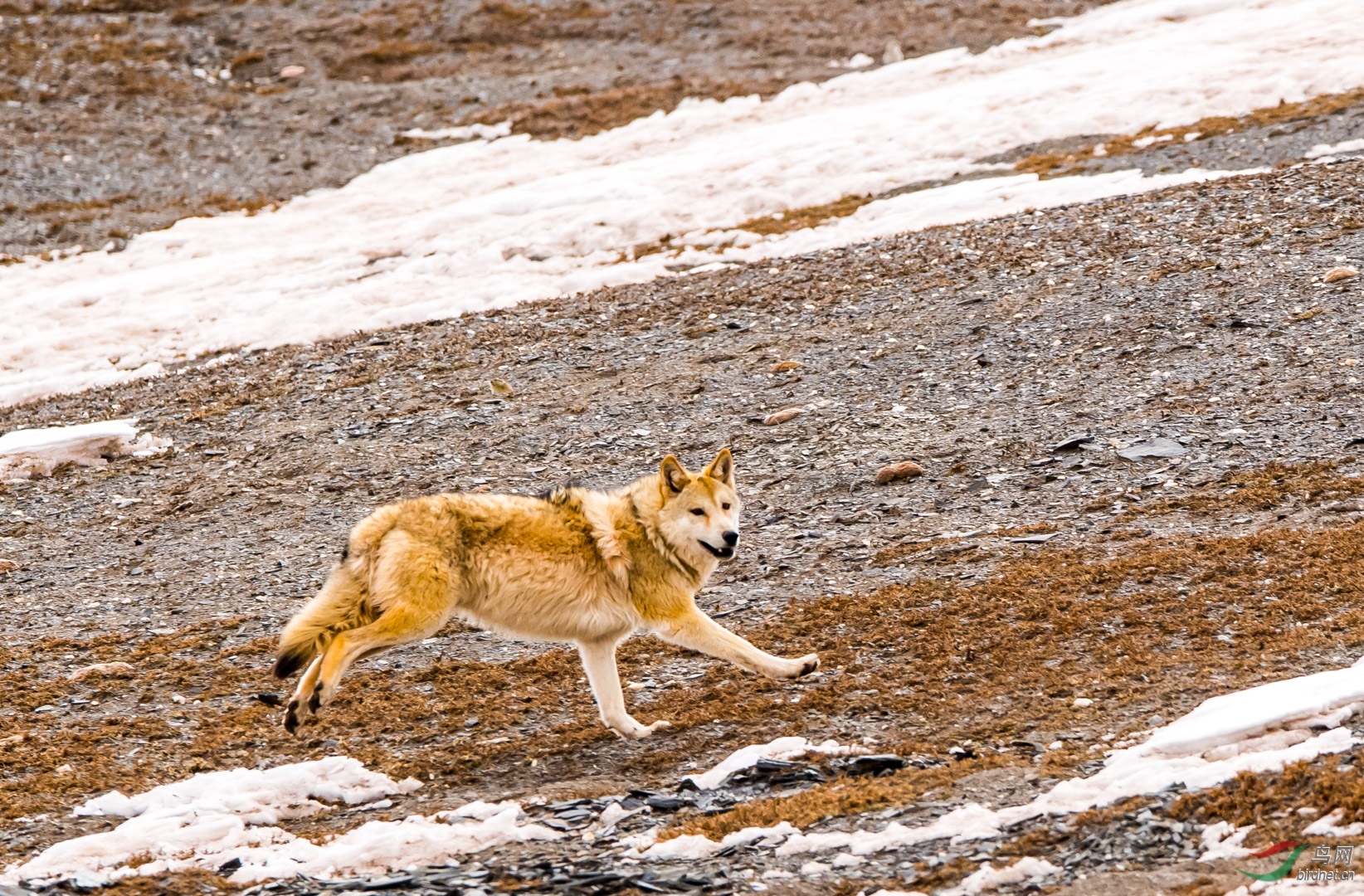 高原狼【祝贺荣获首页精华】
