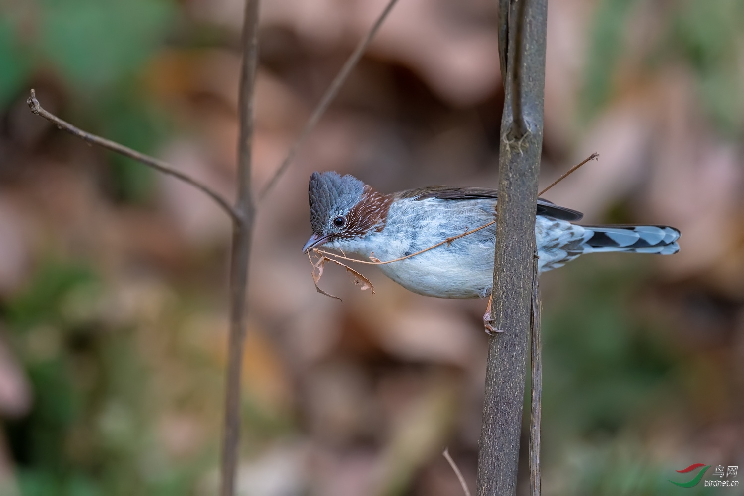 DZ_06136a.jpg