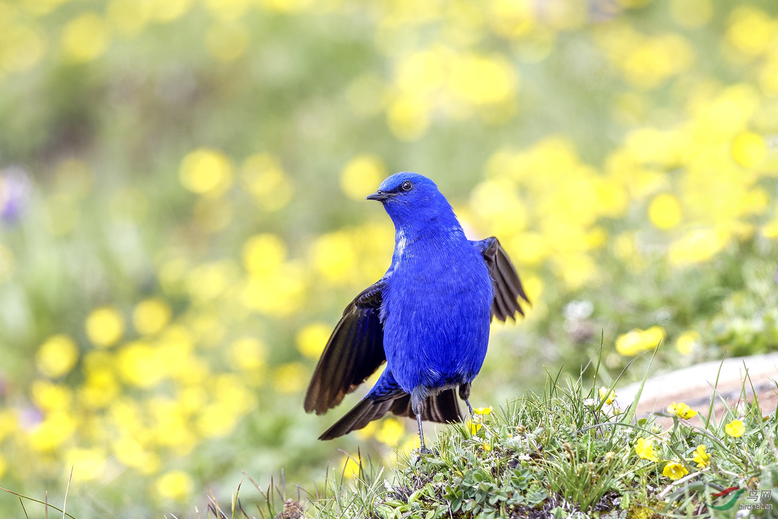 蓝大翅鸲雌鸟图片