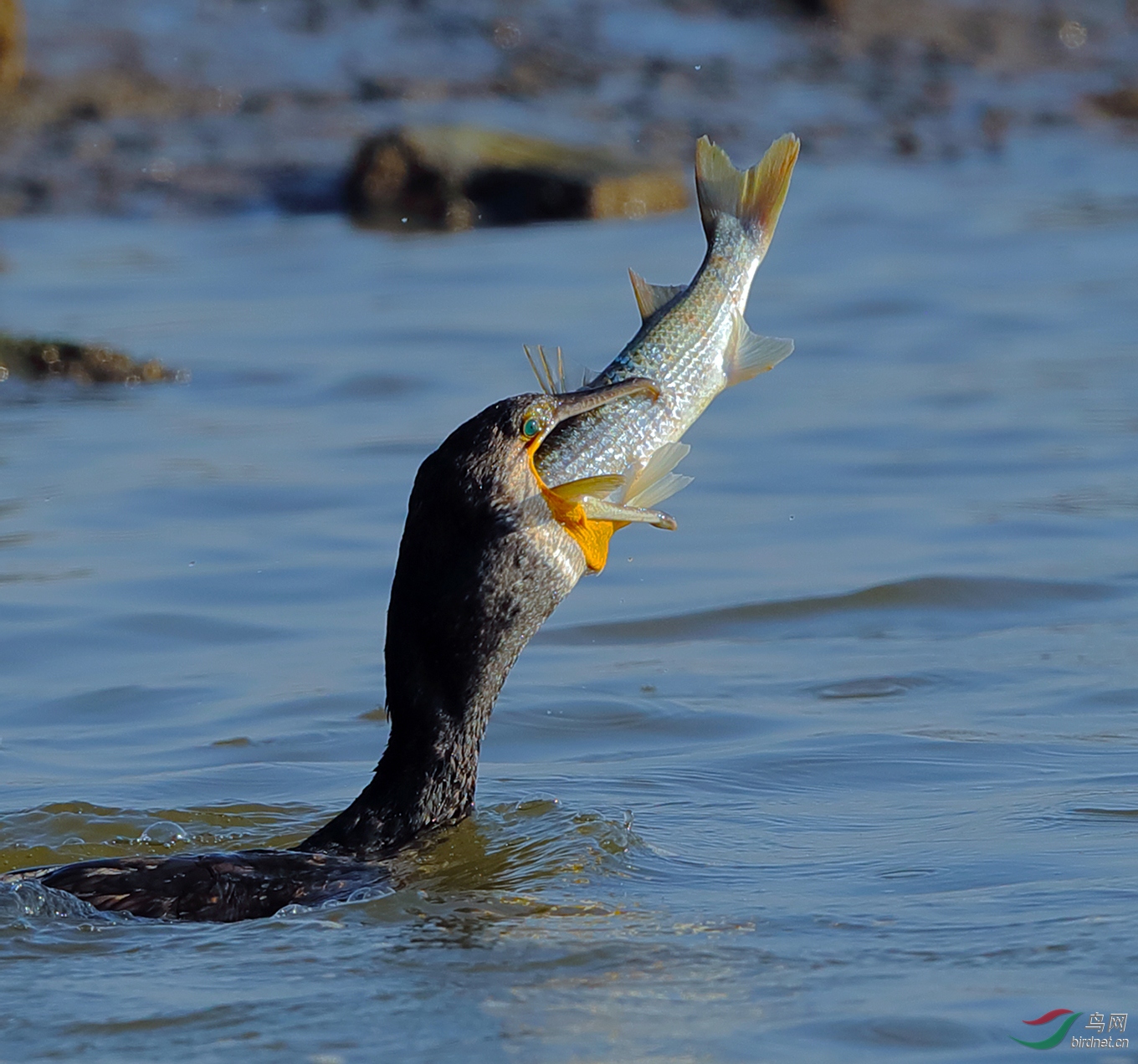 鸬鹚吞鱼