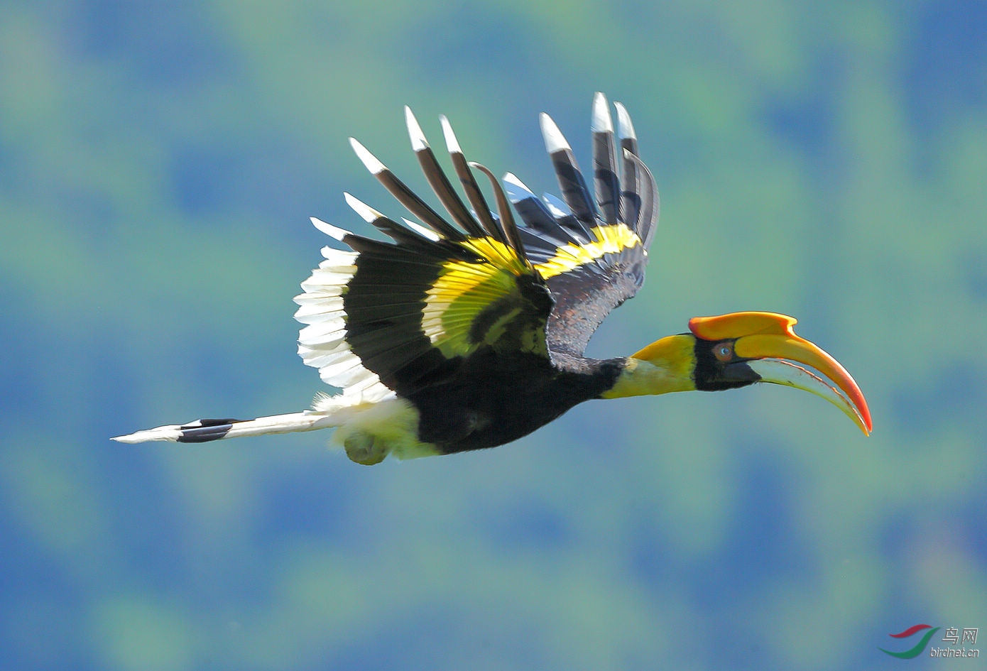 双角犀鸟(祝贺佳作荣获首页精华)