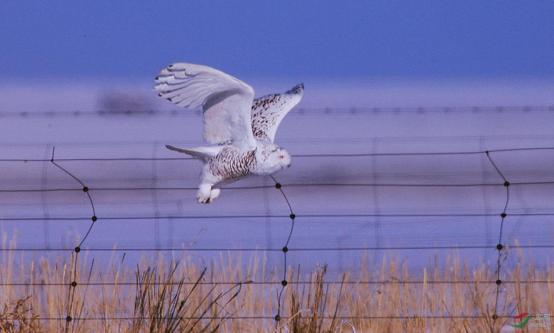 BW4Q3835 (3) - ����.JPG