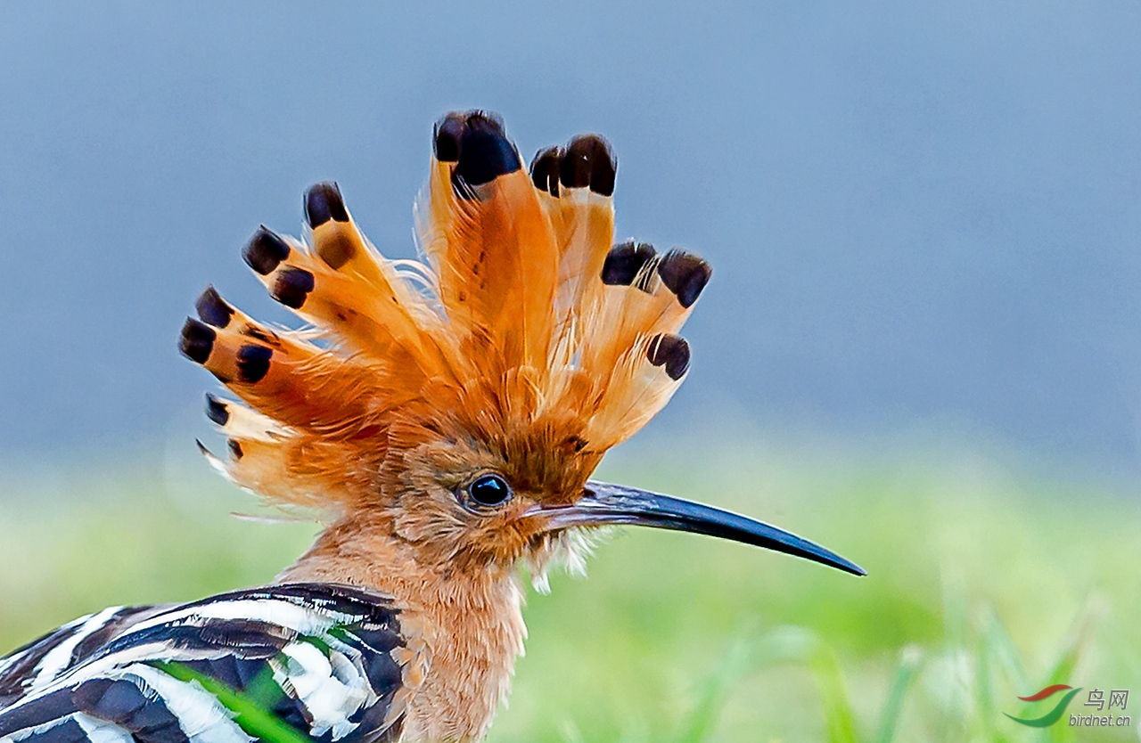 戴胜的凤冠,祝林鸟版鸟友周末快乐!