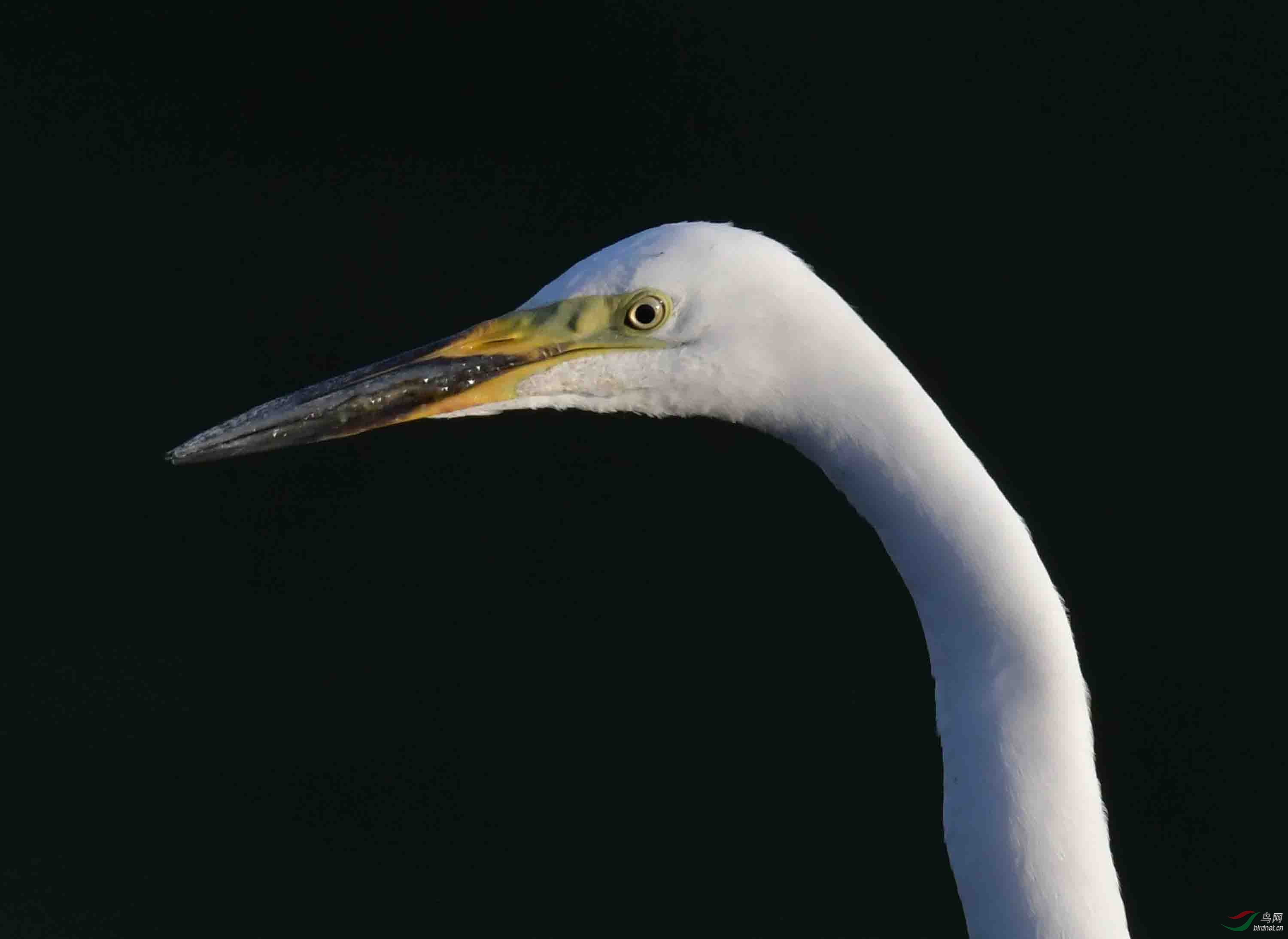白鹭特写2019年摄于清河