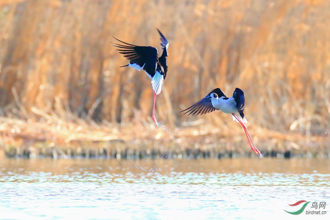 �ڳ᳤����