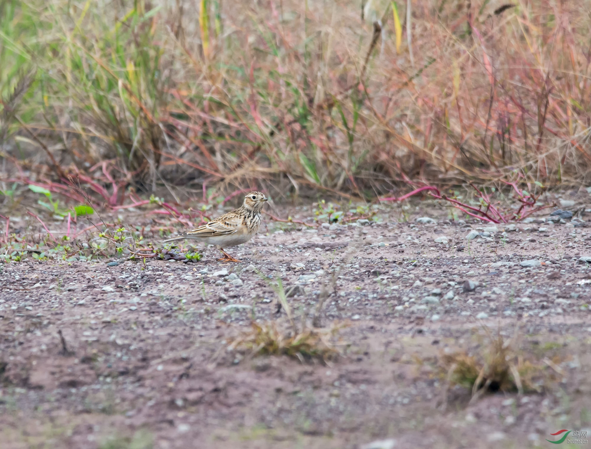 DSC_3195.jpg