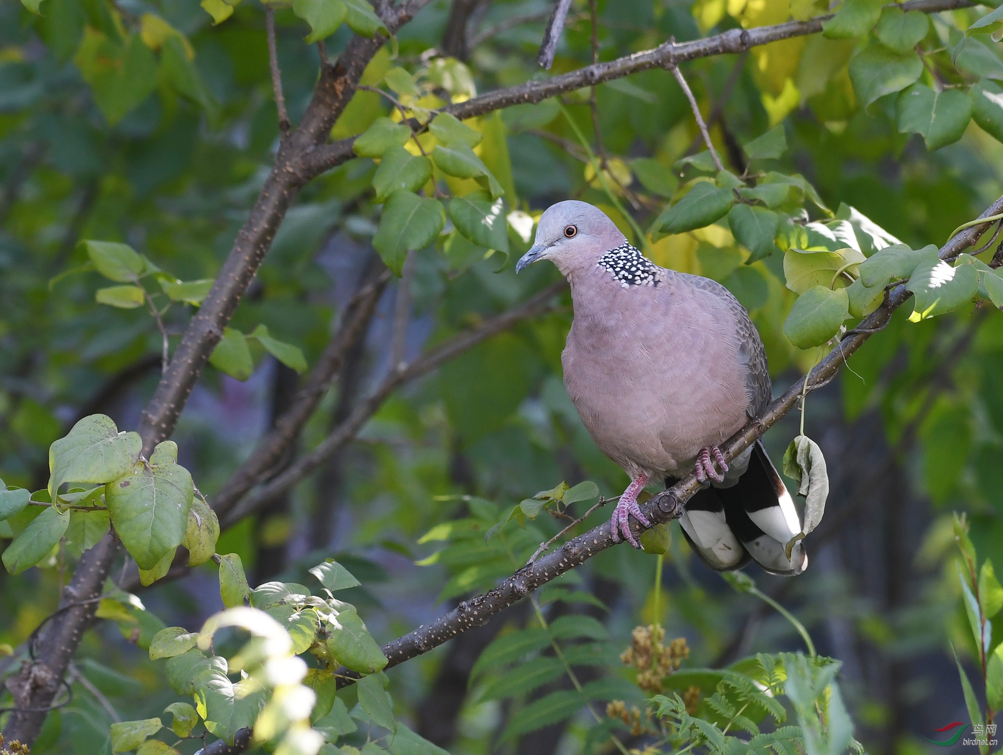 ������Ӱ 081����.jpg