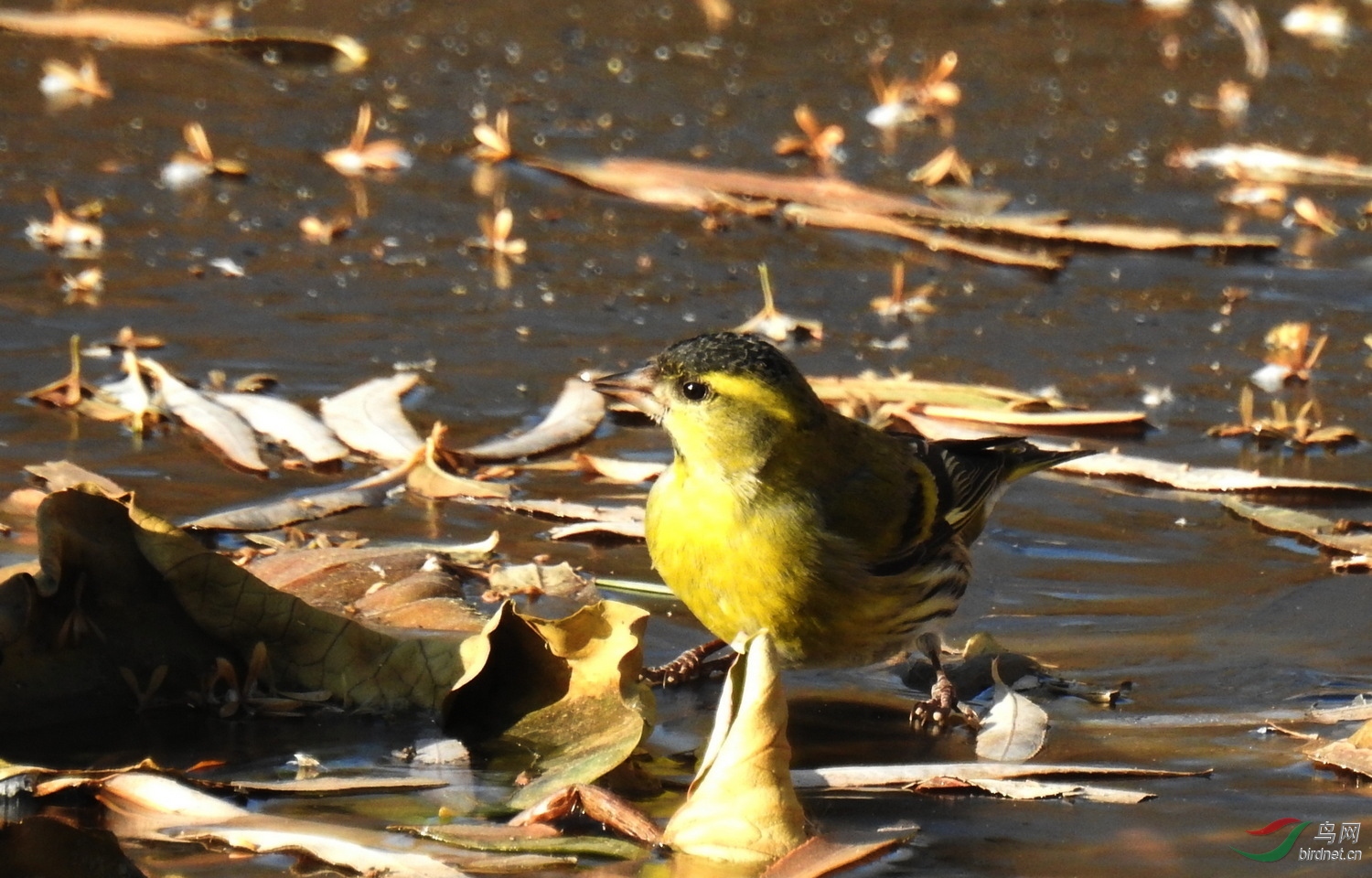 DSCN0939.JPG
