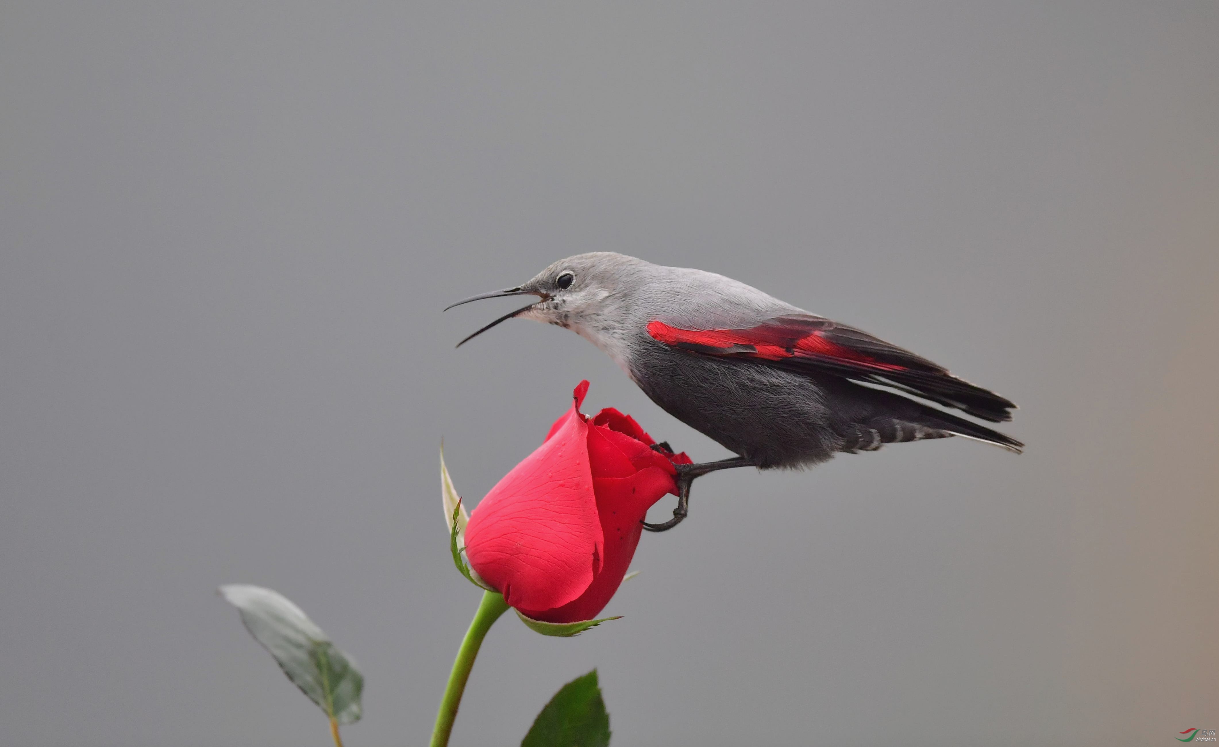 悬臂雀与红玫瑰
