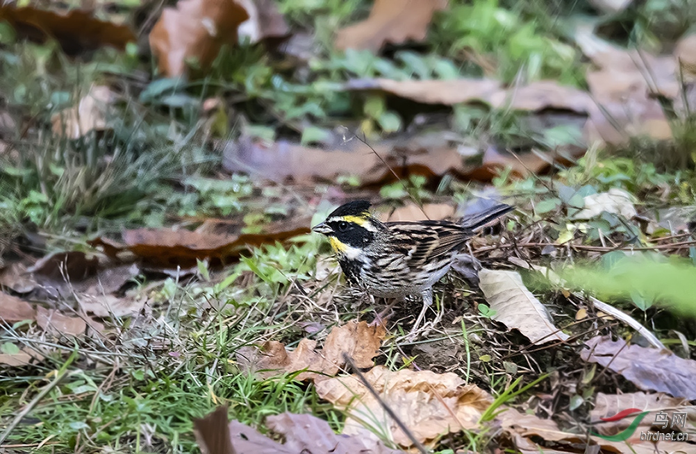 _DSC3539.jpg