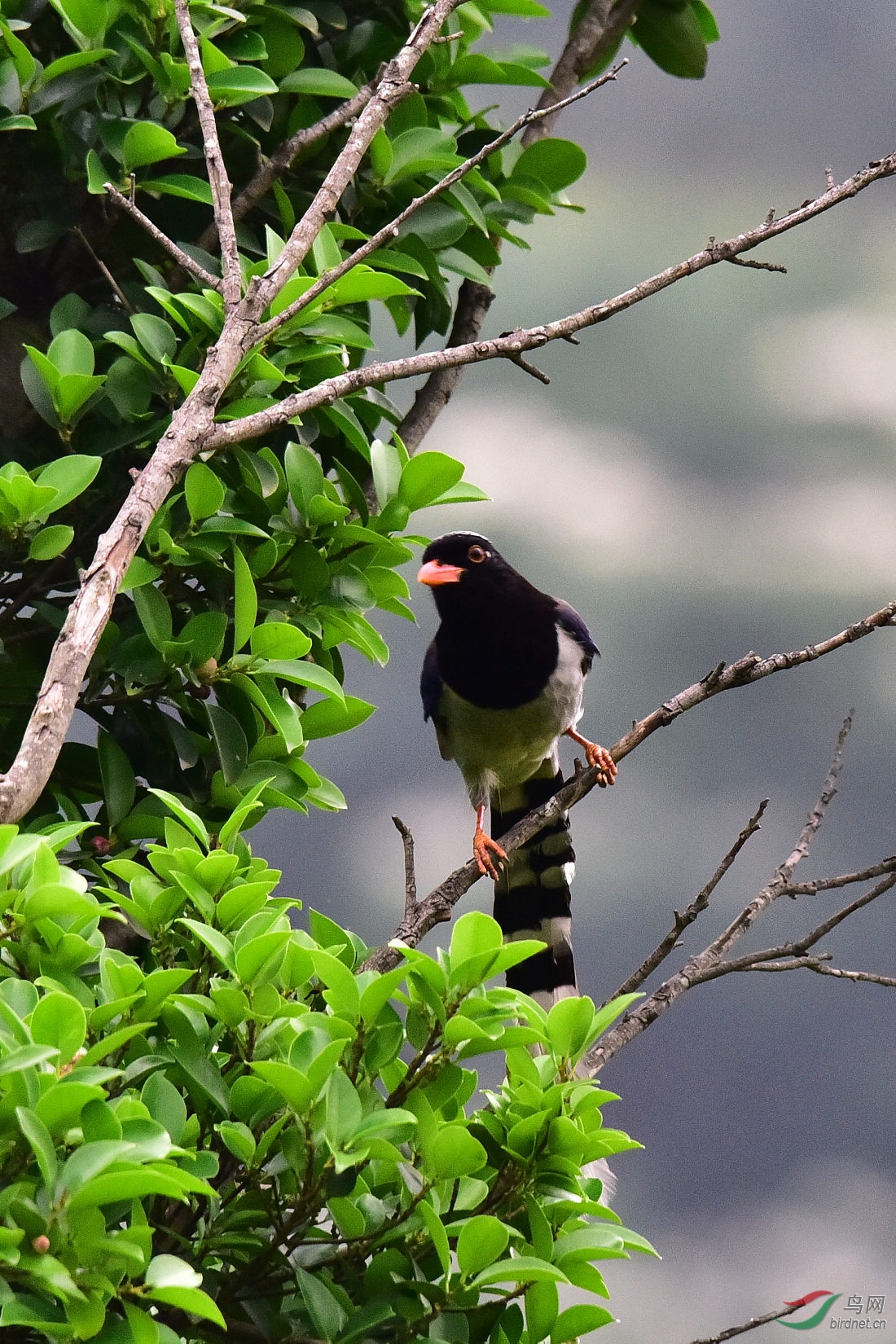 DSC_0999.JPG