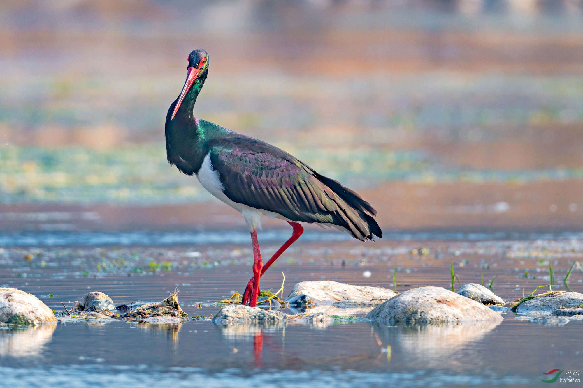 _DSC3396_1.jpg