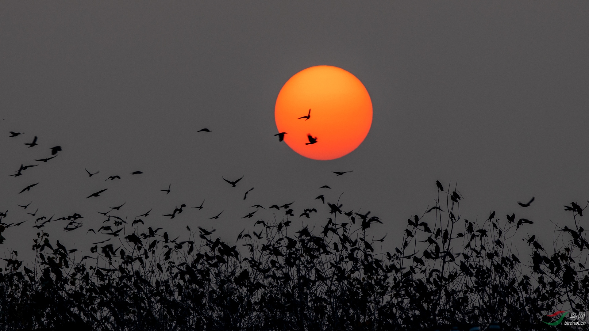 好吃乌鸦不留种