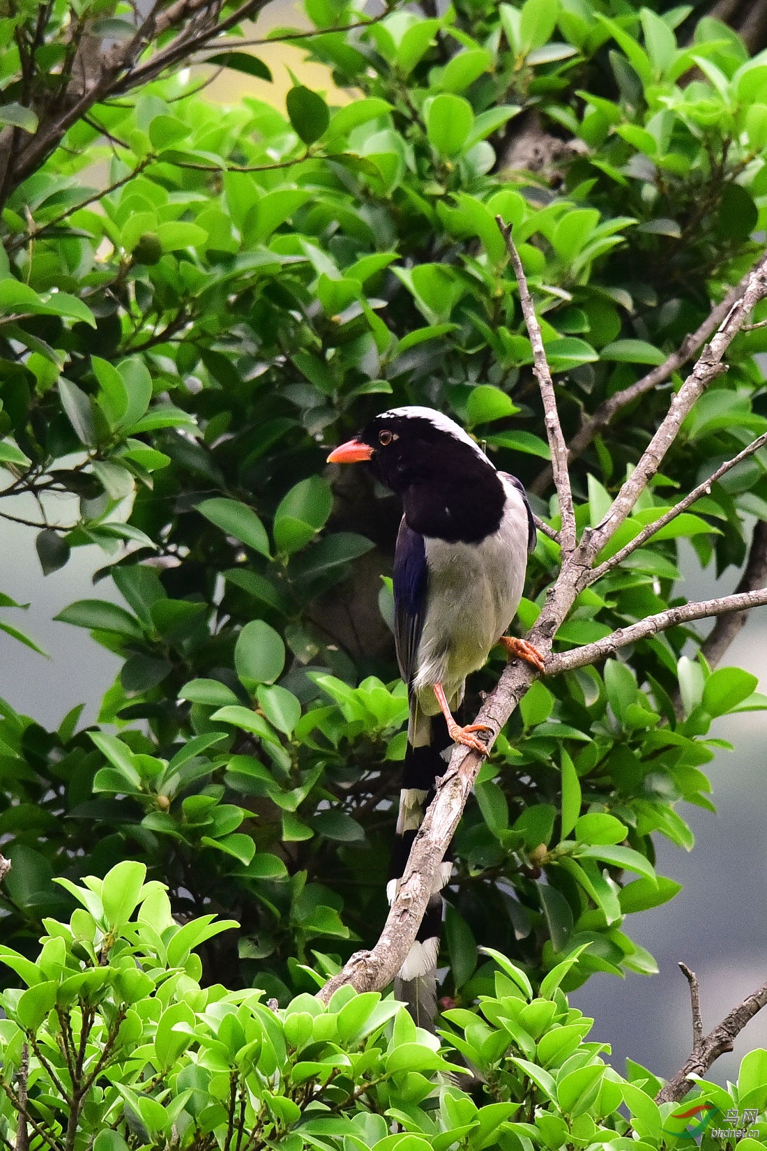 DSC_1005.JPG