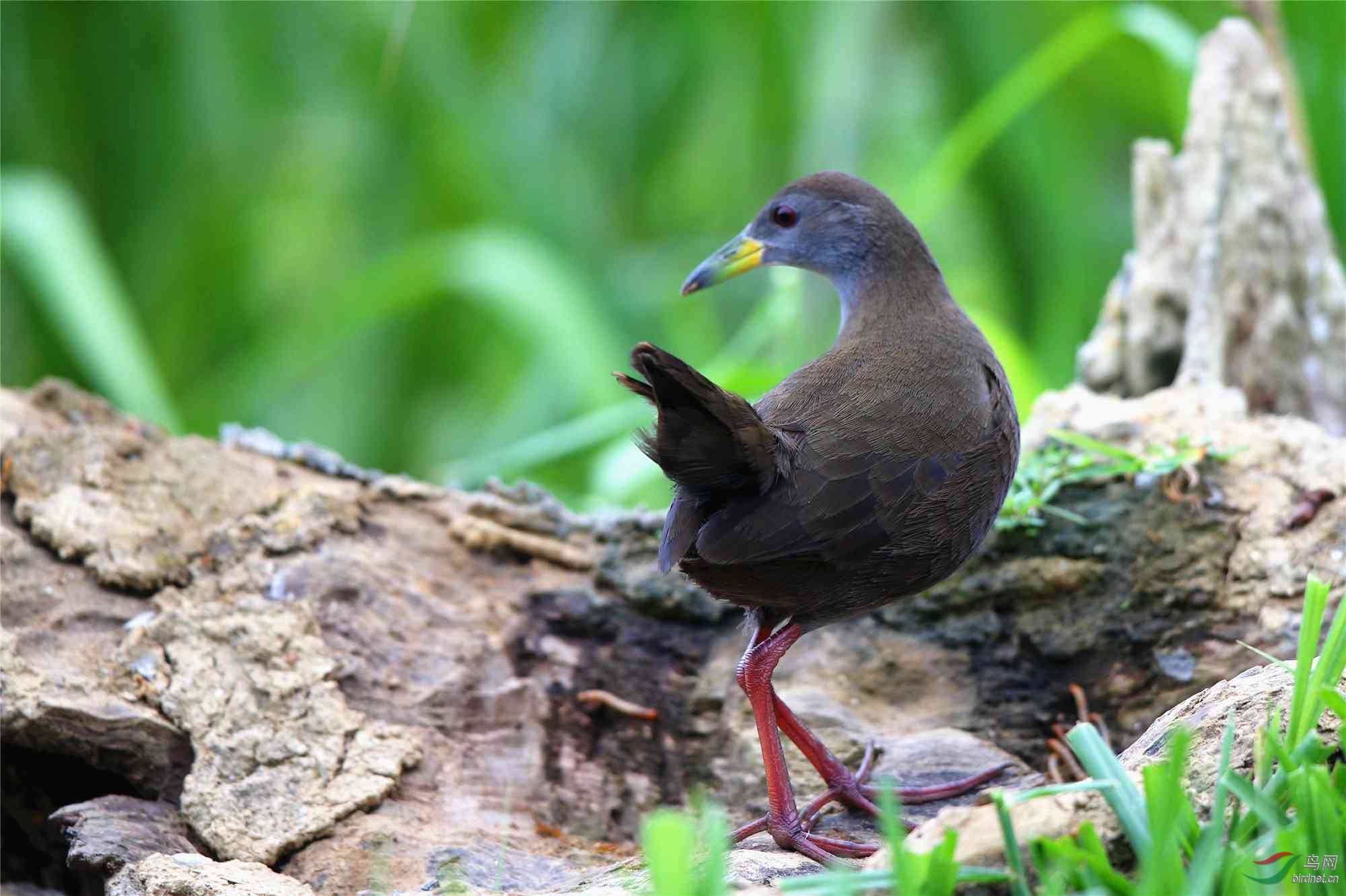 紅腳苦惡鳥