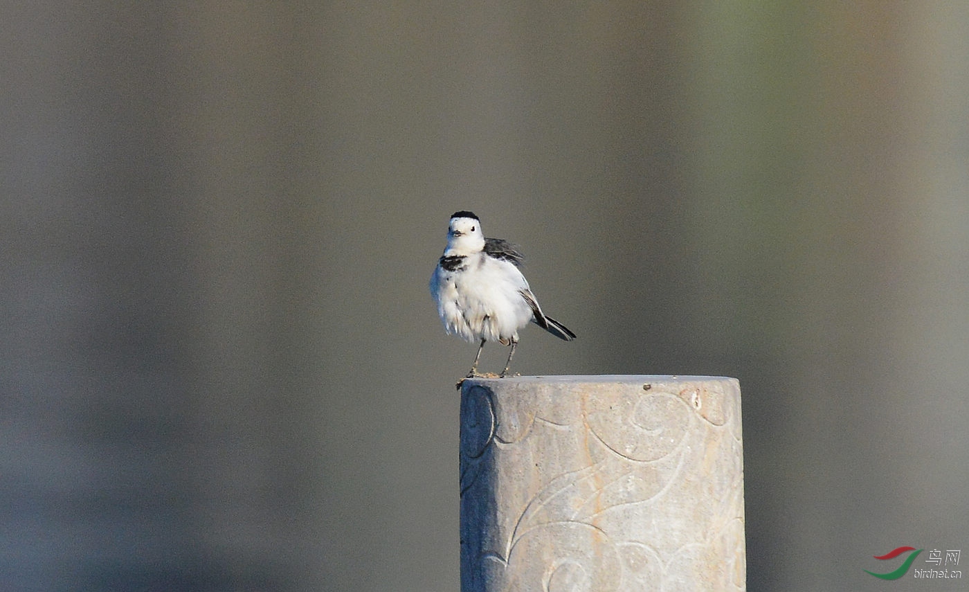 DSC_6081.JPG