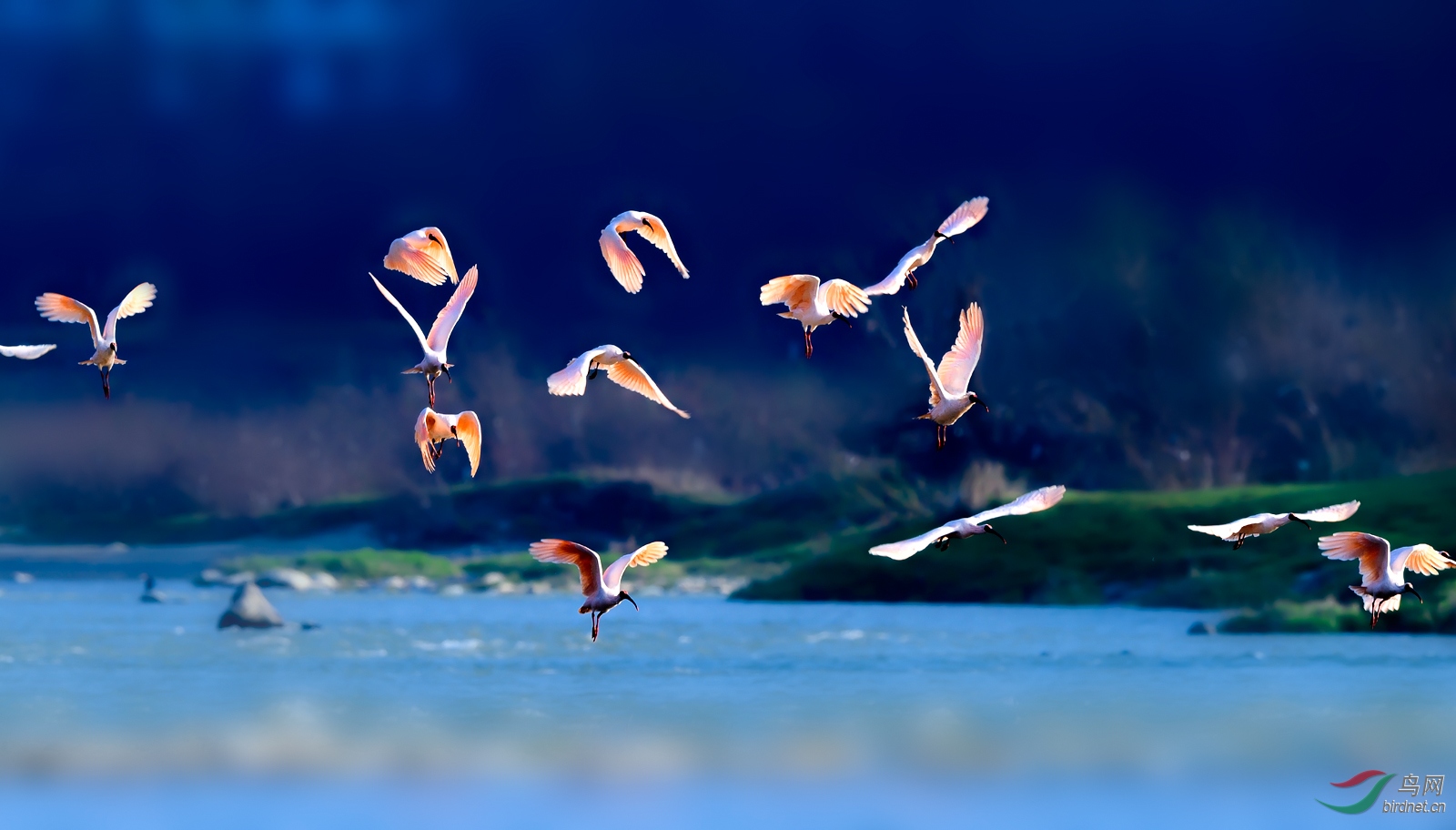 白云红树绕琅东名鸟群飞古画中