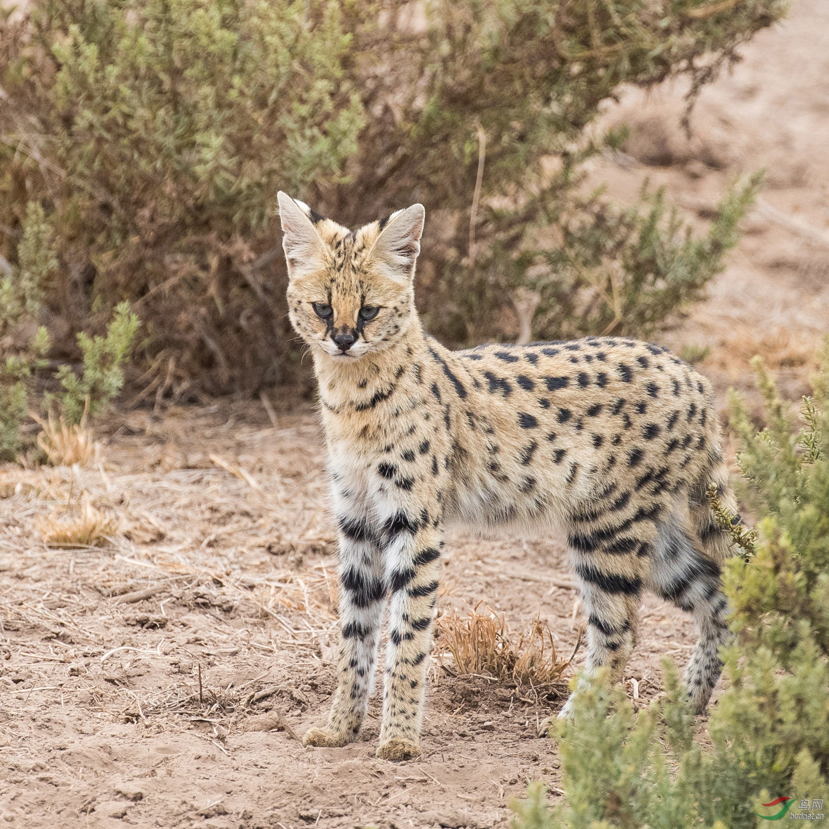 非洲豹猫祝贺荣获首页动物精华