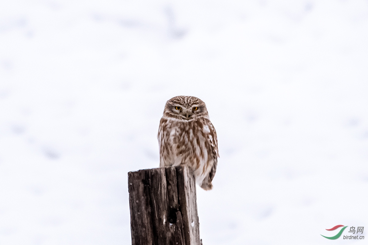_DSC8808С.jpg