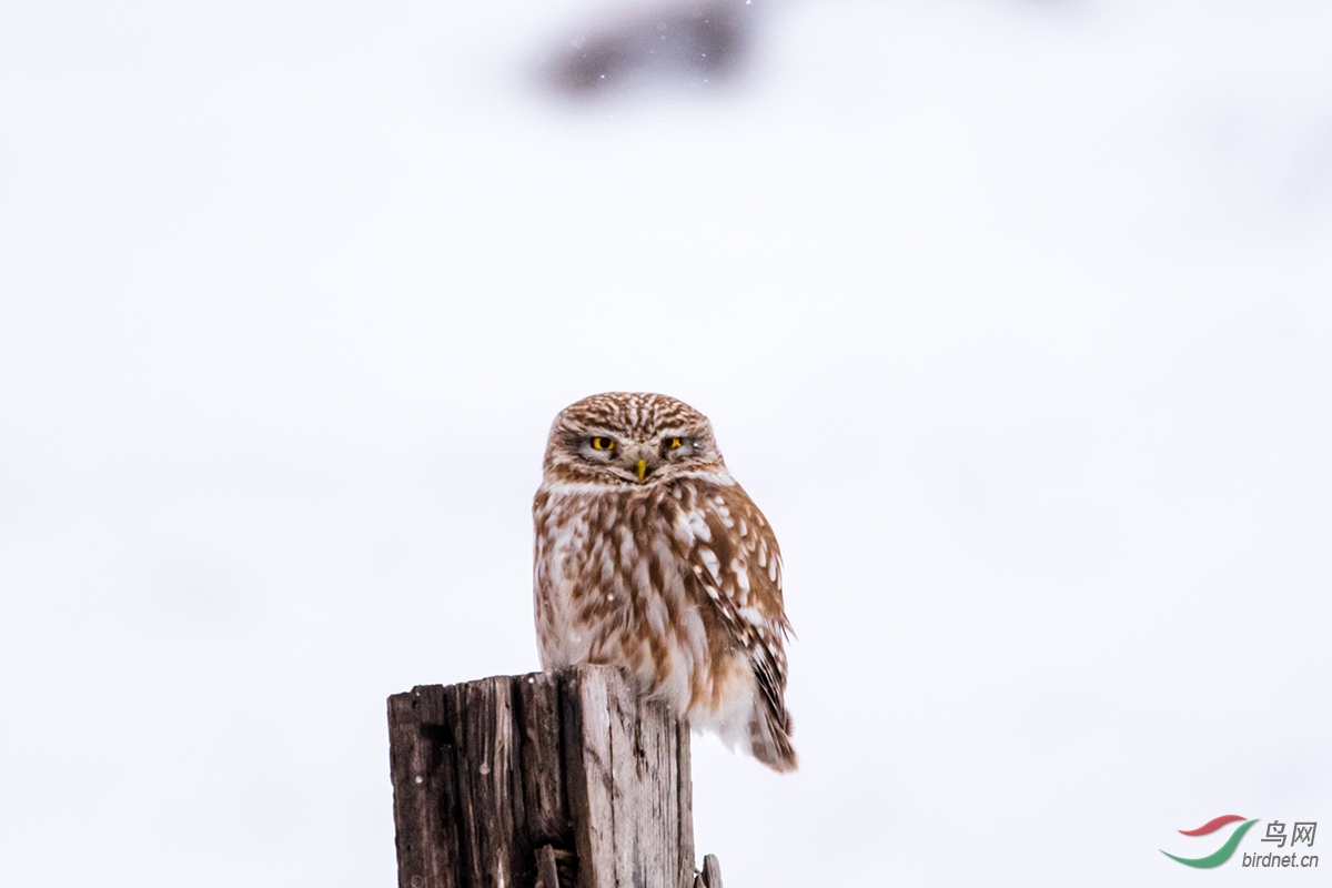 _DSC8881С.jpg