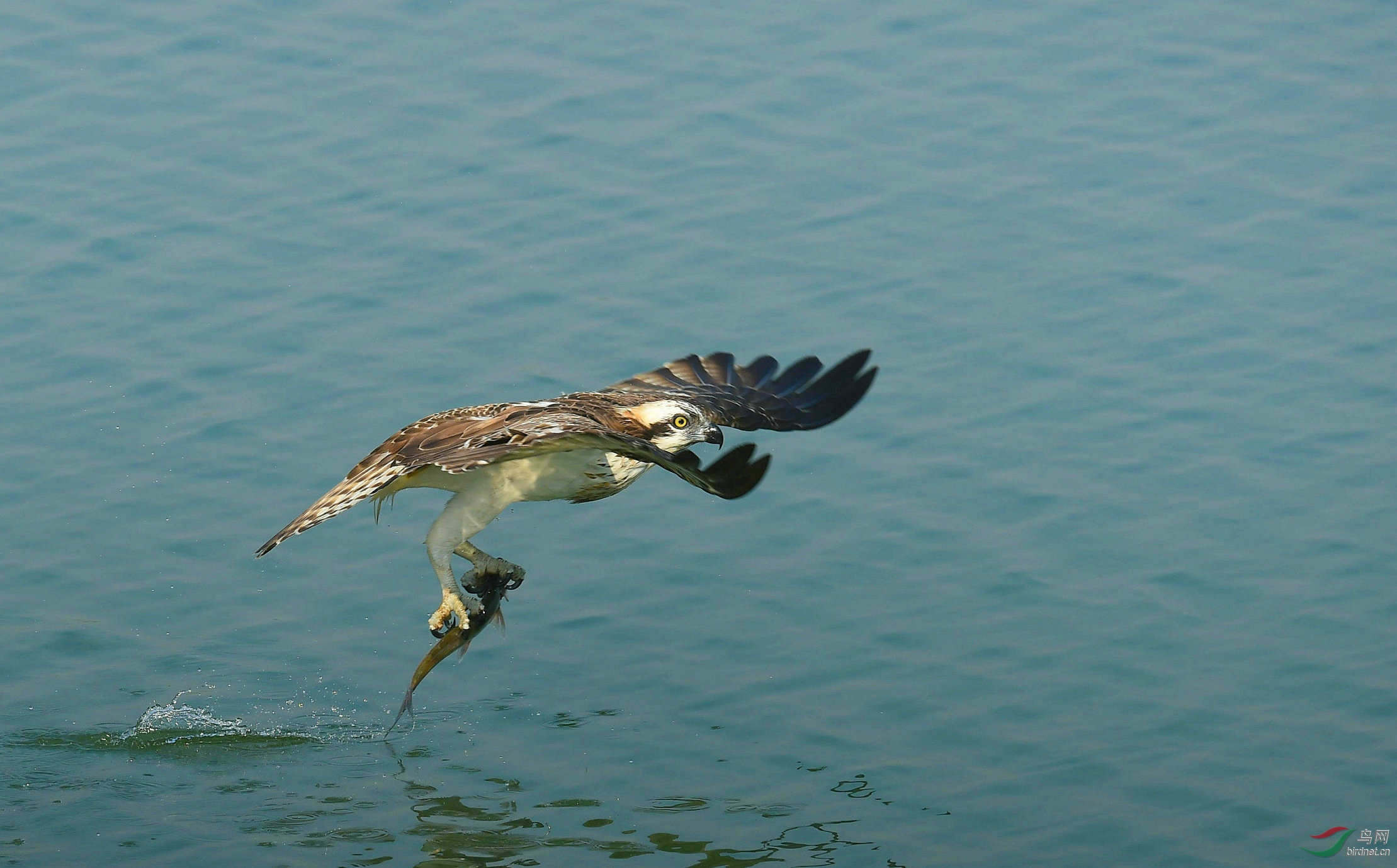 鶚抓魚