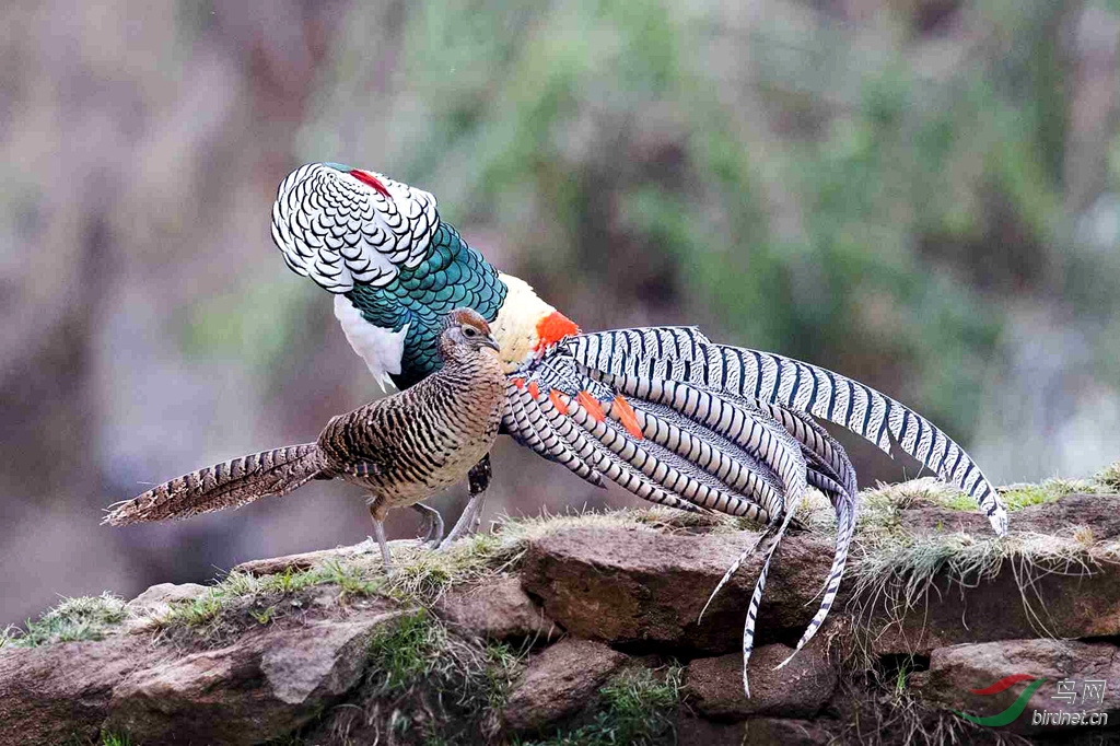 白腹锦鸡求爱炫耀