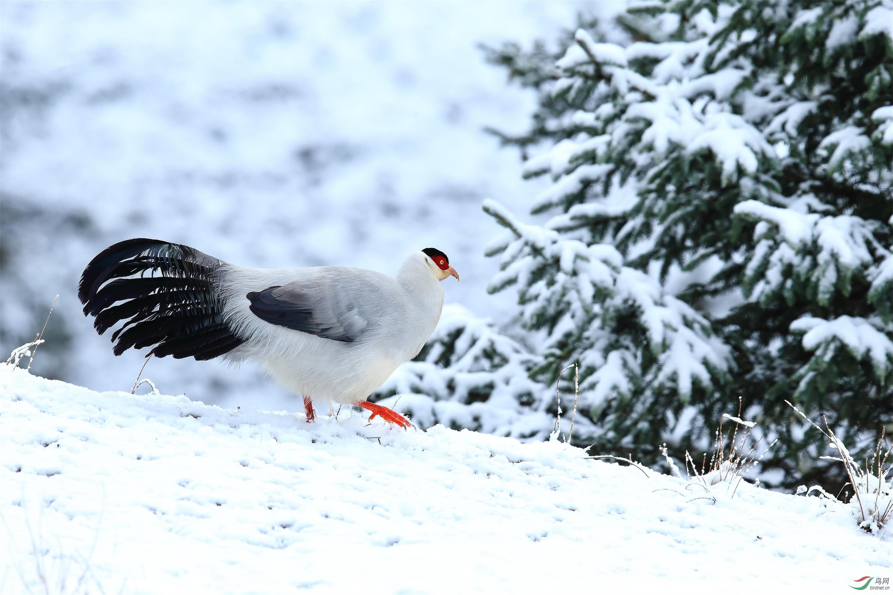 白鸡赏雪祝贺老师佳作荣获鸟类精华