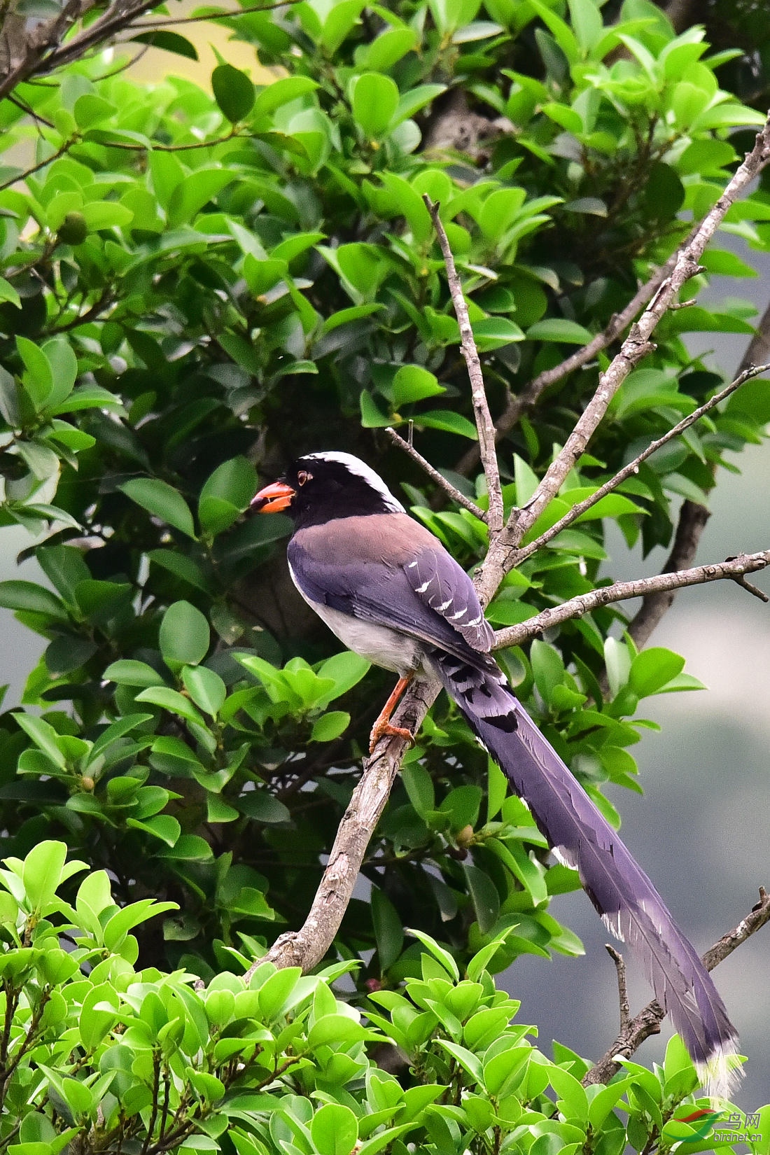 DSC_1010.JPG
