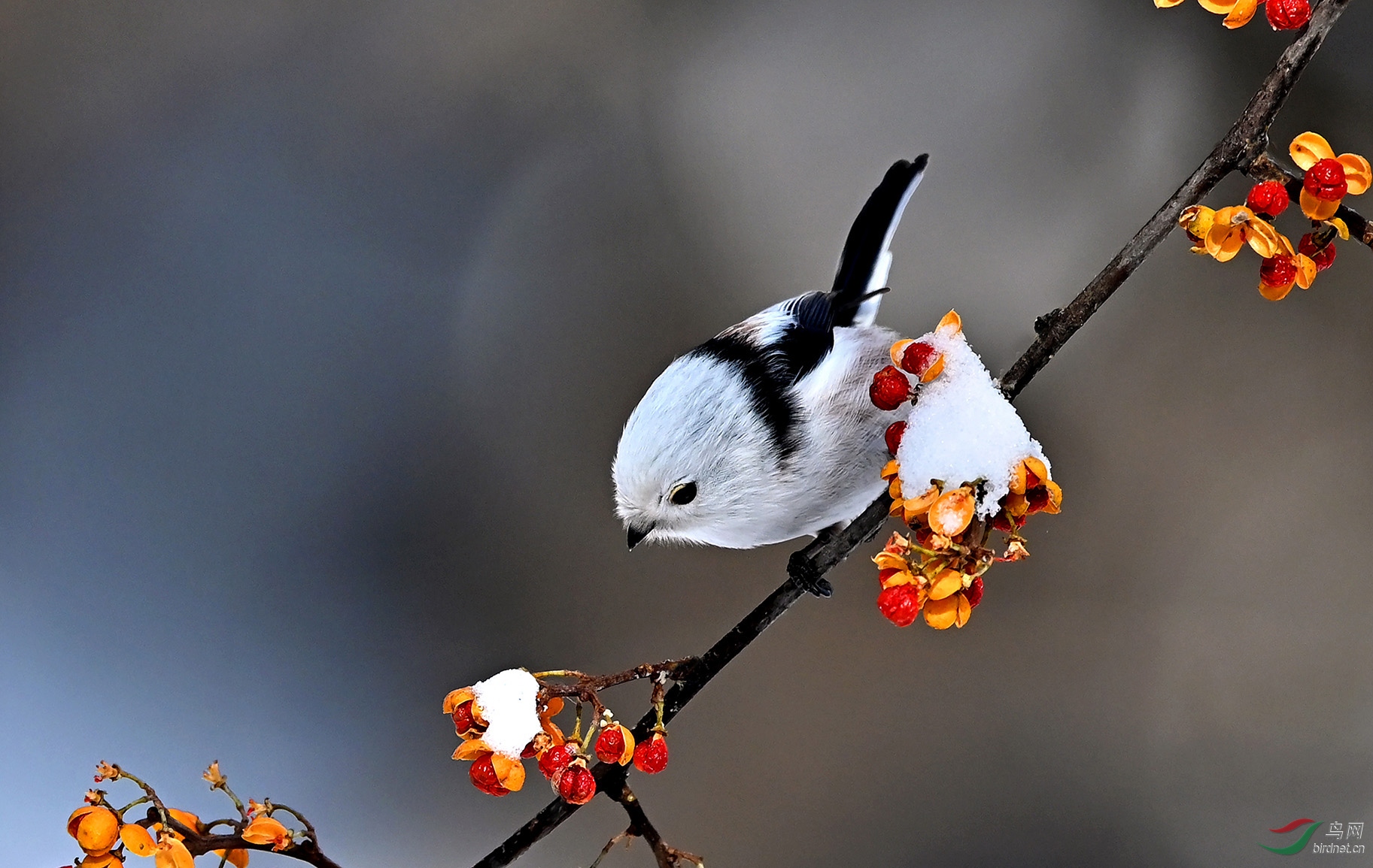7.Ѱ�٣������ﳤβɽȸ��8826AM.jpg