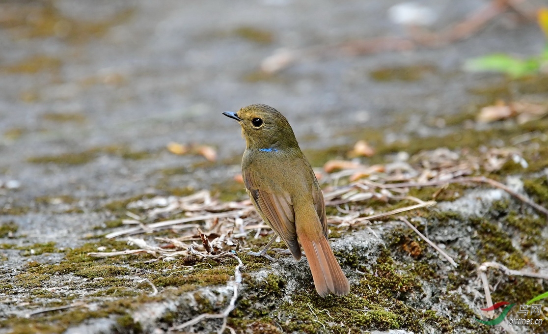 DSC_2488a.JPG