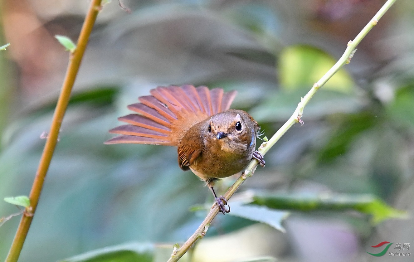 DSC_5329a.JPG